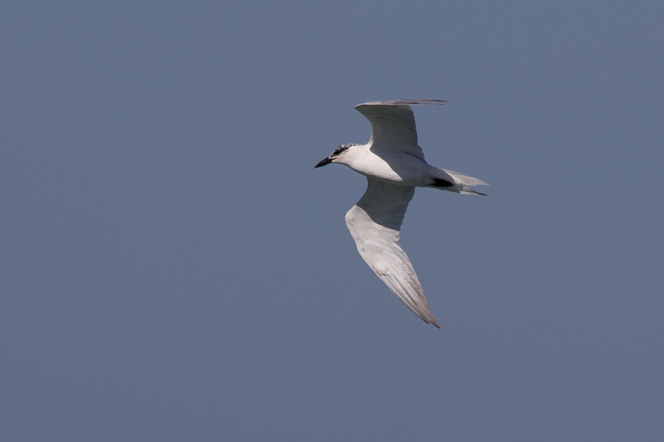 Gull-billed Tern (Gelochelidon nilotica)